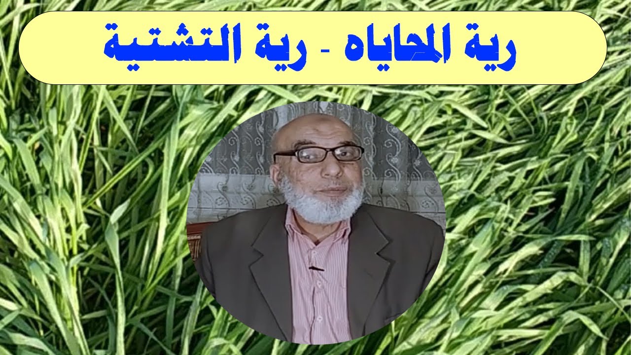 زراعة القمح | رية المحاياه | رية التشتية وموعد الرية الاولى