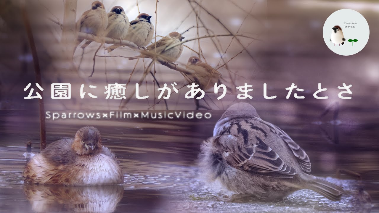 Sparrow Spotting 🐤 A Dreamy Winter Moment with Fluffy Sparrows - Little Joys in Japan