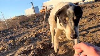 Man Spends Four Days Building Trust With Stray Dog To Rescue It From Freezing Temperatures by Happily 45,322 views 1 month ago 4 minutes, 41 seconds