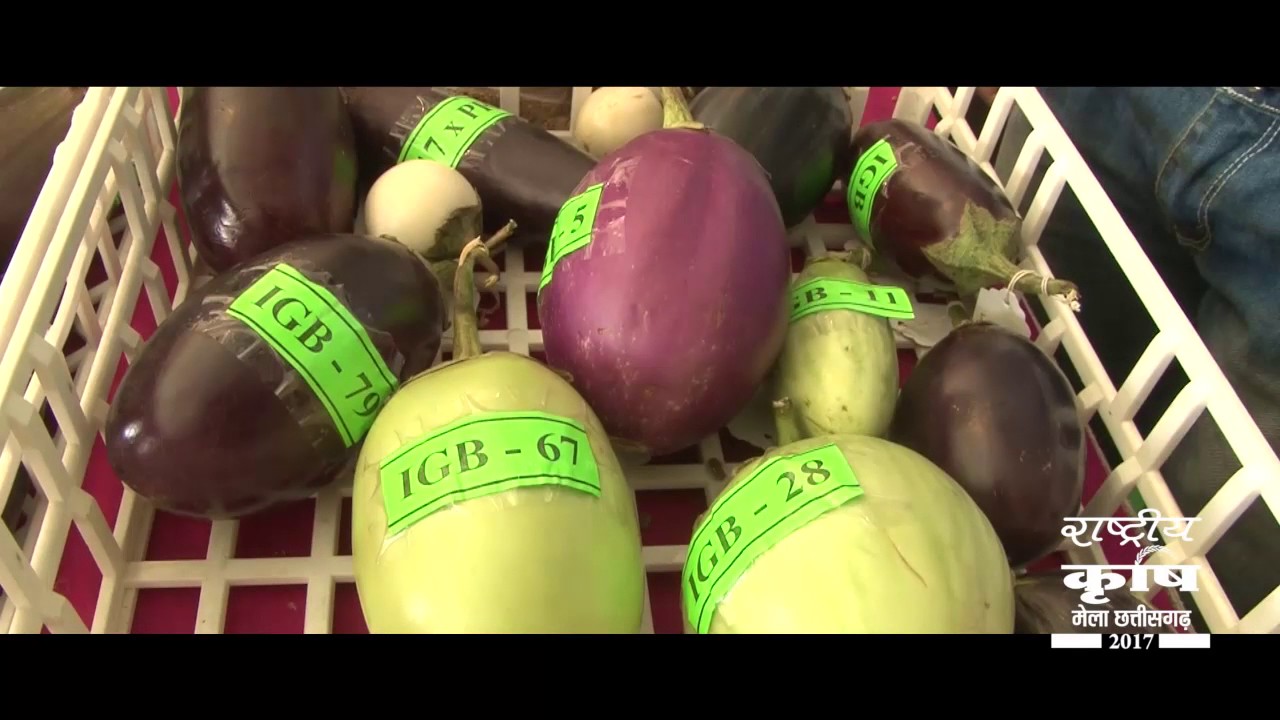 Rashtriya Krishi Mela Chhattisgarh  held in Indira Gandhi Agricultural University, Raipur