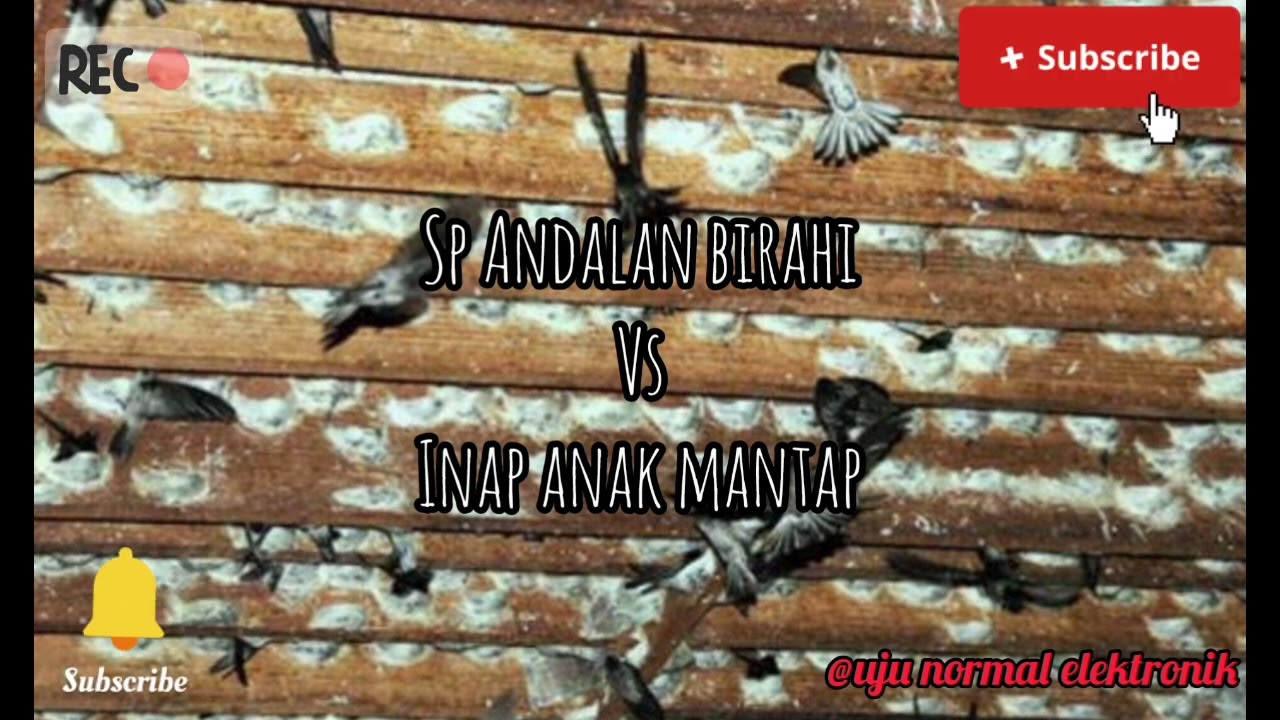 Suara Walet ‼️ Sp Andalan Birahi Vs Inap Anak Mantap