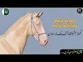Prince Malik Atta Stud Farm | Malik Arslan | Attock horses | Stallions | Beautiful Horse Shensha