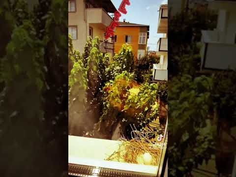 جورج وسوف حارمنا من انسك ليه