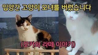 고양이 모녀를 4개월전에 버려놓고 거짓말을 했답니다 by 고양이탐정TV 120,560 views 1 year ago 11 minutes, 16 seconds