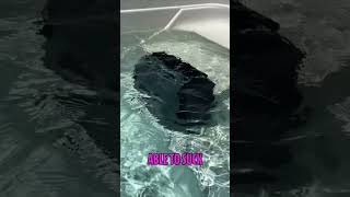 Pool Cleaner FITS Stairs Unlike The Others! (But Does It Clean?)