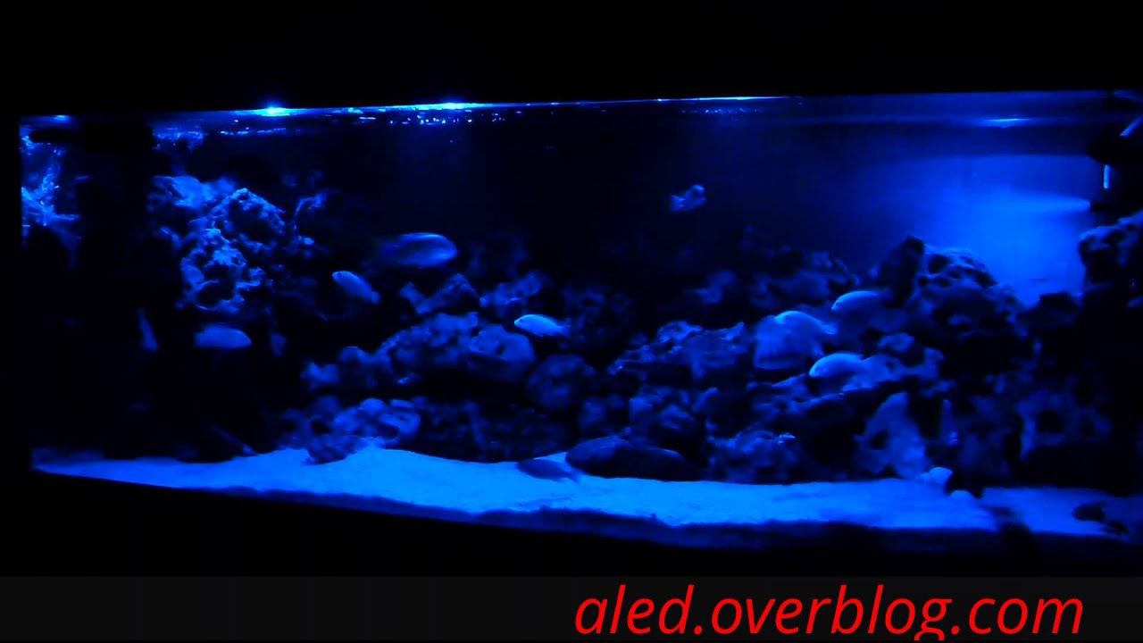 Eclairage Led Maison Aquarium Home Alqu