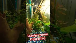 Ludwigia Repens Propagation. Aquarium Plants With Learninfish