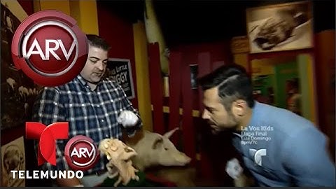 Museo de Ripley muestra los animales más extraordinarios | Al Rojo Vivo | Telemundo