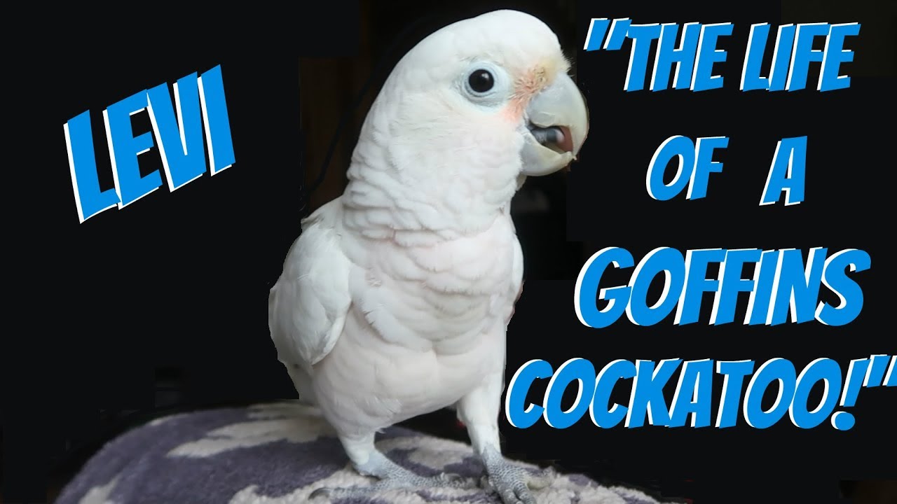 LEVI'S ADVENTURES A DAY IN THE LIFE OF OUR GOFFINS COCKATOO! - YouTube
