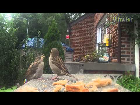 "Sparrows" : Ultra Fur