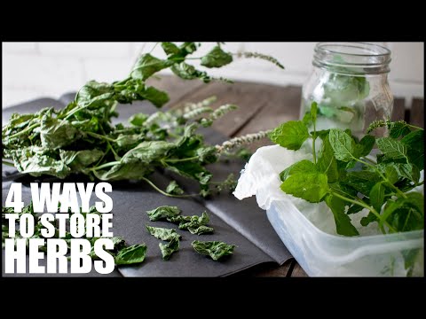 4 Methods For PRESERVING FRESH HERBS - How To Store Fresh Mint Leaves