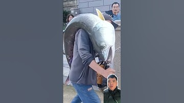 Câu lure sông gập cá măng khủng #cauca #fishing #hoatratravel #shortvideo