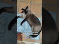 Olha o trabalho da Mia #gatos #gateiraporamor #cat #vidadegato #gata #pet #viral #shorts