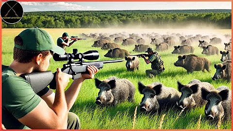 How Do American Farmers And  Hunters Deal With Millions Of Wild Boars in Florida By Guns