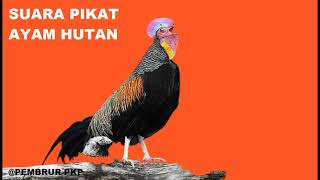 Download lagu Suara Pikat Ayam Hutan mp3