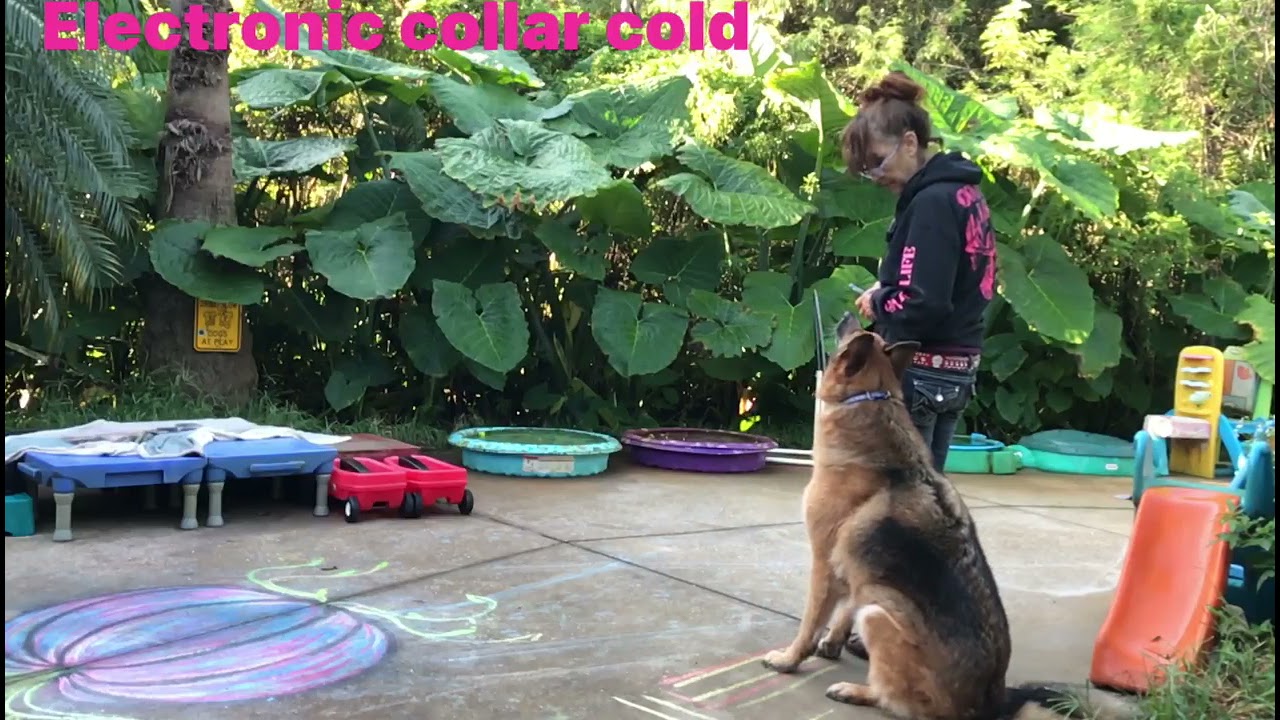 Wireless dog leash YouTube