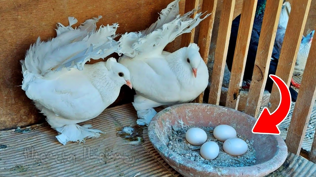 الحمام تحته 4 بيضات 😀وهيطلع الـ 4 زغاليل بصحه كويسه بالطريقة دي👌