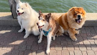 Download Lagu Chow Chow goes on play date with Samoyed and Husky MP3 Download Lagu Chow Chow goes on play date with Samoyed and Husky MP3