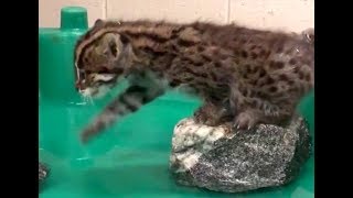 Fishing Cat Kitten Learning to Swim