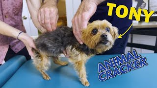 DOG CHIROPRACTICS ON TINY YORKIE DIVA