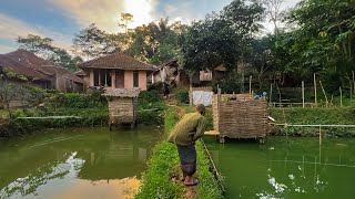 Suasana Pagi Di Desa, Kolam Ikan dan Toilet Tradisional. Kicau Burung & Kokok Ayam Nambah Betah