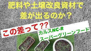 【芝生床土】カルスNC-R ‼️床土ブレンド・肥料スーパーグリーンフードの使用での比較
