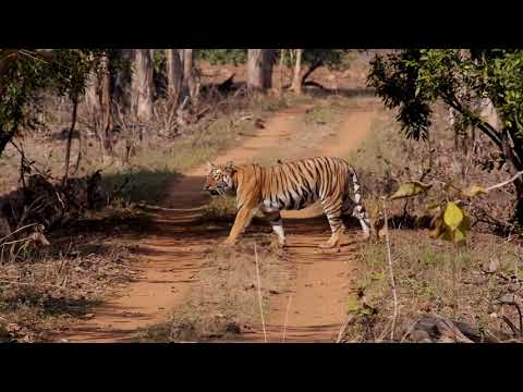 Video: Leven tijgers in het gematigde regenwoud?
