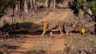 Tigers and other wildlife of Central India HD