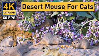 Cat TV for Cats to watch Mice in Desert with Calotropis Flowers - Cat Games | Mice hide and seek
