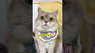 招财讨厌这个娃娃？大家知道为什么吗#猫 #lucky #cat #萌寵 #cute #funny #日常 #shorts