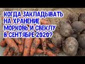 Когда собирать и закладывать морковь и свеклу на хранение в сентябре 2020 года? Агрогороскоп