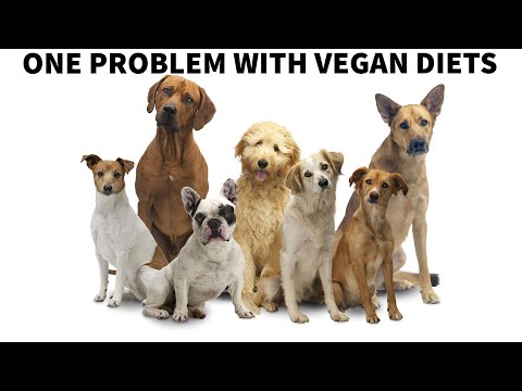 one-problem-with-vegan-diets-for-dogs