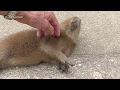 This Is Why People Adore Capybaras 誰もが赤ちゃんカピバラを愛する理由 為什麼每個人都喜歡小水豚