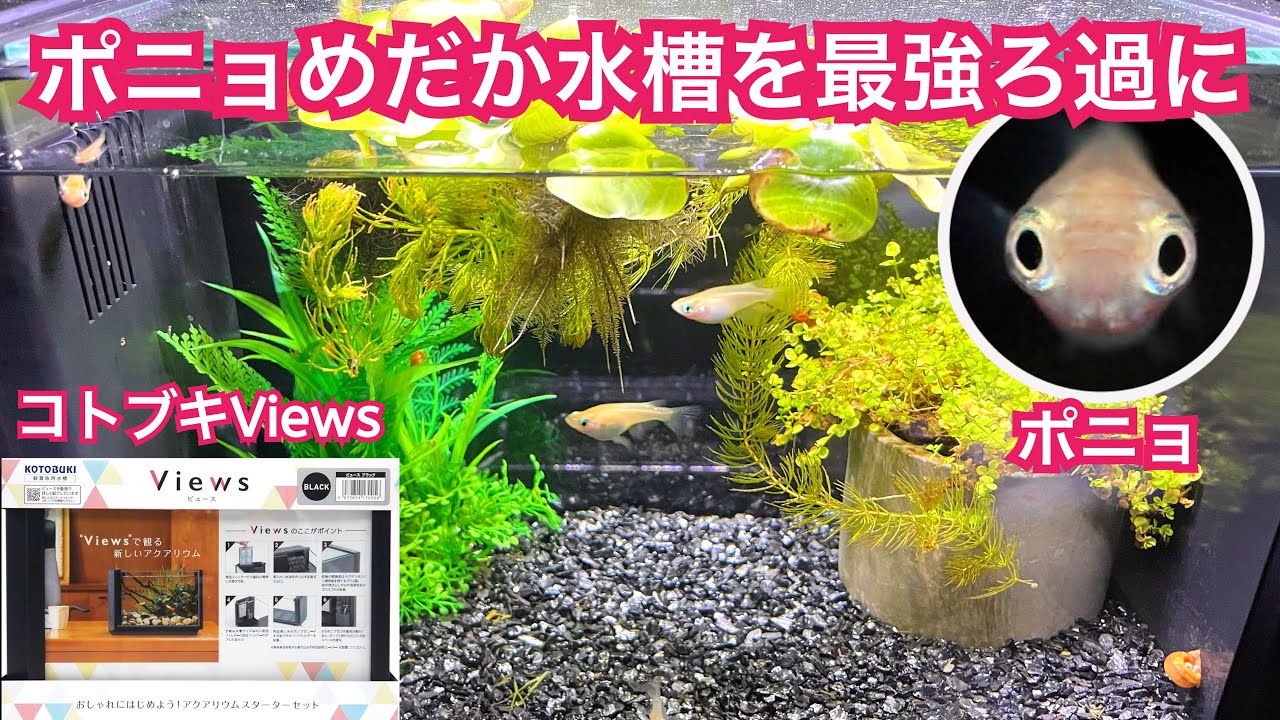 Upgrading the Ponyo Medaka Tank with Ultimate Filtration - YouTube