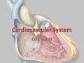 Decoding Medical Terminology in the Cardiovascular System