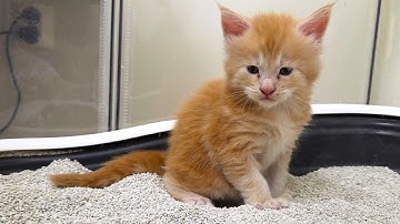 Kitten Edvard Uses Litter Box For the First Time!