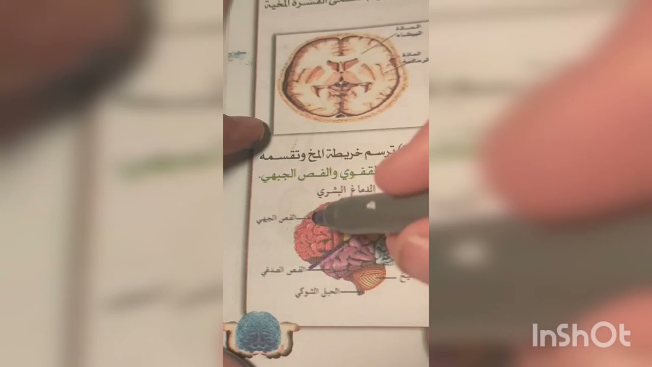 الدعامة التشريحية للجهاز العصبي و الحواس الخمس..شرح مفصل