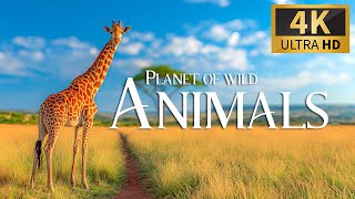Safari Tales: Chronicles Of Adventure With Africa's Magnificent Wildlife