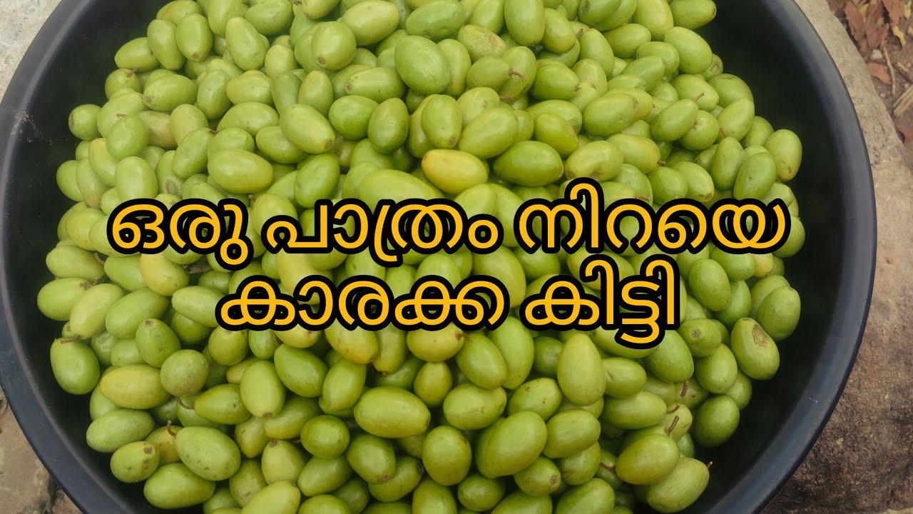കാരക്ക കണ്ടില്ലാത്തവർ ഉണ്ടാവില്ല #trending #viralvideo #malayalam 