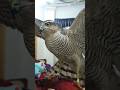 Sparrowhawk Calling Indoor Basha Training Birds Animals Eagles Wildlife