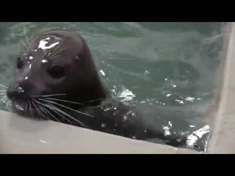 Moody Gardens Introduces Harbor Seals Tomato and Ravioli to the Aquarium Pyramid Moody Gardens Introduces Harbor Seals Tomato and Ravioli to the Aquarium Pyramid