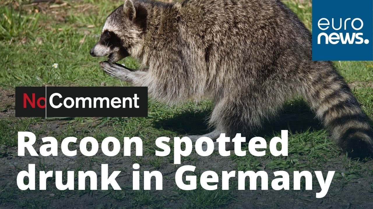 Raccoon shot dead in Germany after being spotted in 'drunken' state
