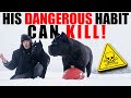 My Puppies DANGEROUS Habit Can KILL! Cane Corso