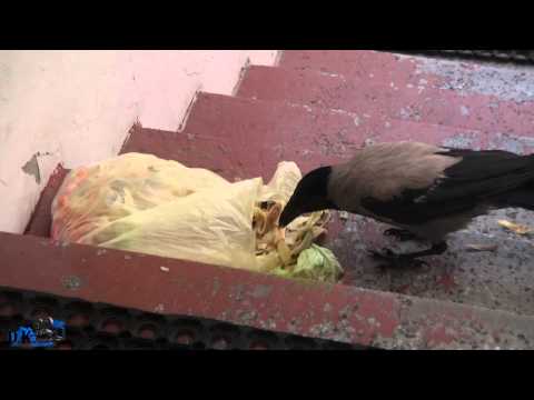 Video: Kurie Paukščiai Protingiausi