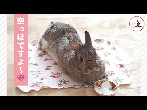 ごはんをもっと食べたいウサギさん🐰 おねだりポーズで催促するよ💕【PECO TV】