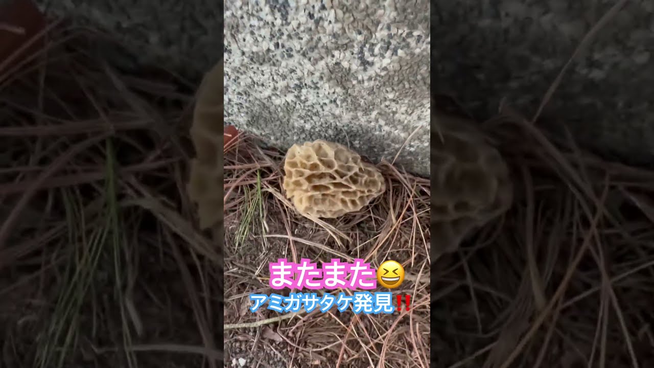 またアミガサタケ発見しました#アミガサタケ#モリーユ#イエロー