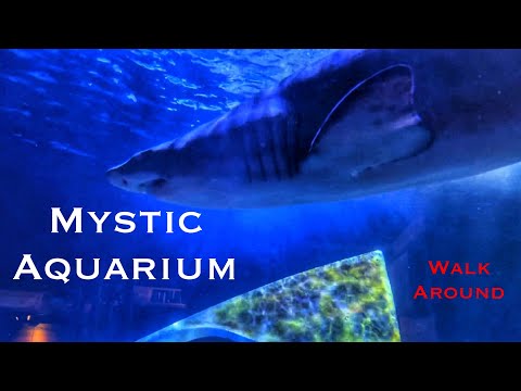 Video: Mystic Aquarium Beluga Encounter programmas apskats