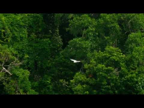 Eagle flying in the topical wood and above the high mountains