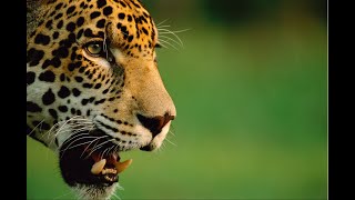 Larger than Jaguars: Biodiversity protection in Latin America and the Caribbean