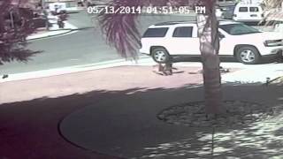 Cat Saves Boy from Dog Attack